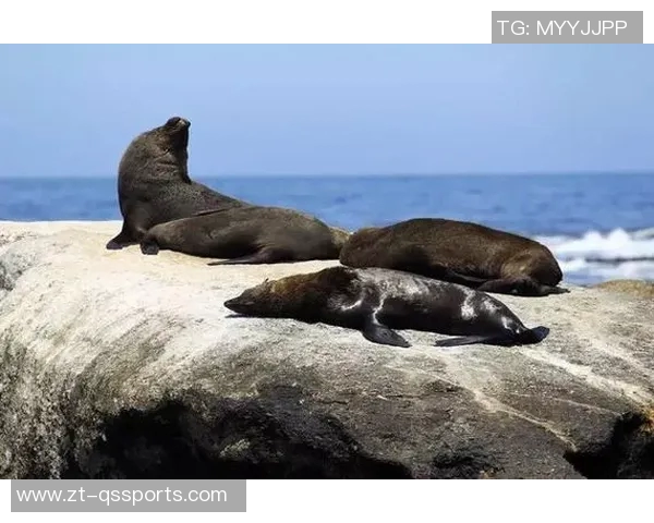 台湾野兽为踢坏辽宁“大门”道歉：做了错误的示范